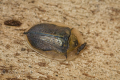 Physonota