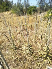 Verbascum niveum garganicum