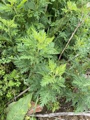 Artemisia gmelinii