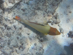 Cetoscarus ocellatus