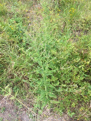Verbena scabra