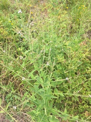 Verbena scabra