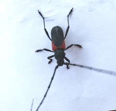 Purpuricenus humeralis
