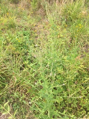 Verbena scabra