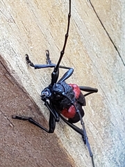 Purpuricenus humeralis