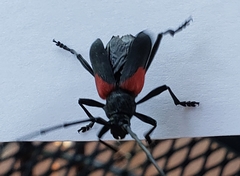 Purpuricenus humeralis