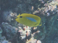 Chaetodon plebeius