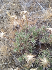 Nestotus stenophyllus