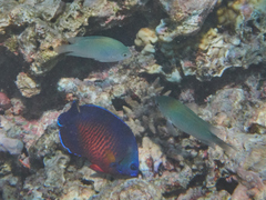 Centropyge bispinosa