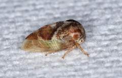Cyrtolobus vau