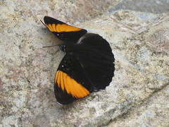 Adelpha melanthe