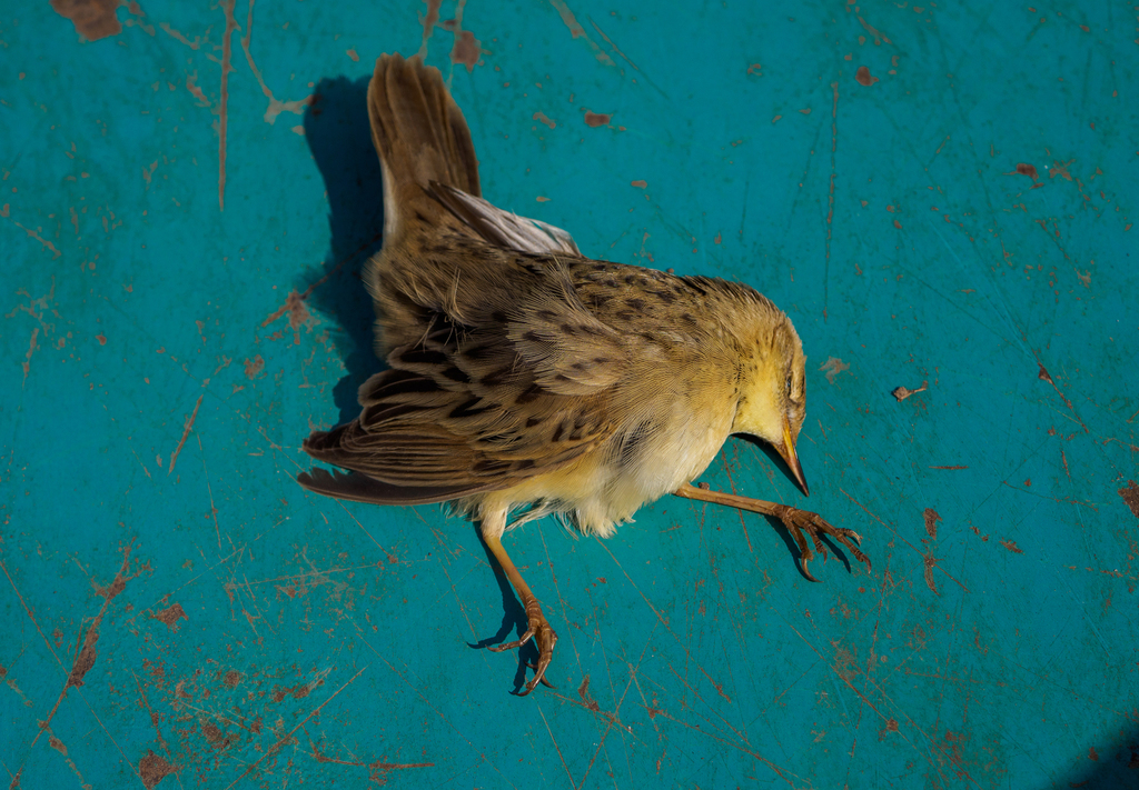 European Grasshopper Warbler