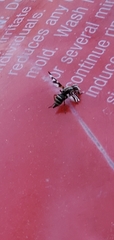 Tritoxa pollinosa
