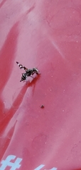 Tritoxa pollinosa