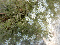 Sabulina nuttallii