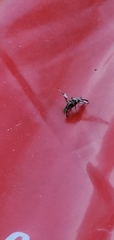 Tritoxa pollinosa