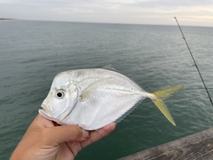 Selene setapinnis