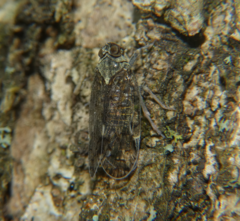 Melanoliarus placitus