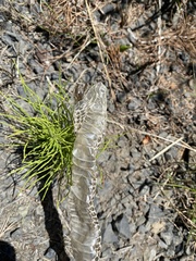 Coluber constrictor