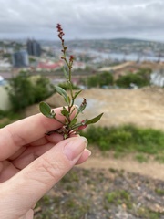 Rumex acetosella