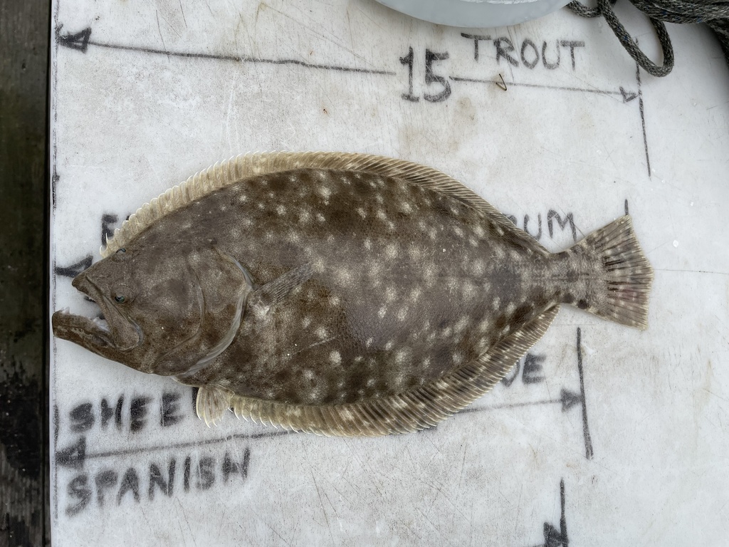 Southern Flounder (Saltwater Fish of Mississippi) · iNaturalist