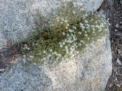 Sabulina nuttallii