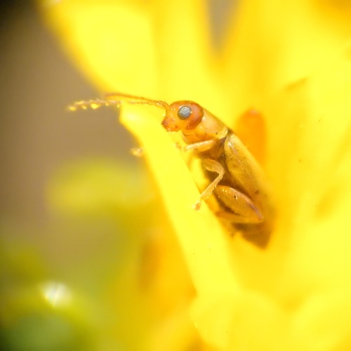 photo of Beetles (Coleoptera)