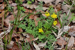 Tauschia texana
