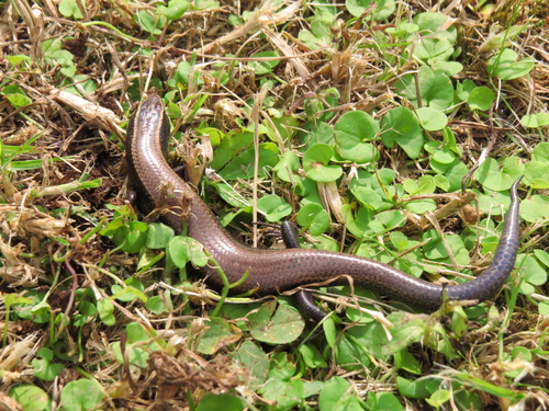 Duges' Skink