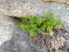 Cryptogramma acrostichoides