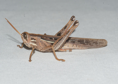 Schistocerca serialis cubense