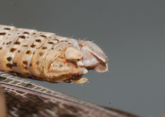 Schistocerca serialis cubense