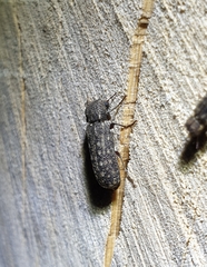 Lichenophanes varius