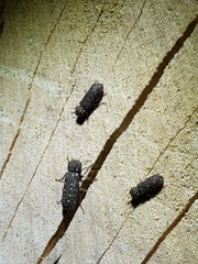 Lichenophanes varius