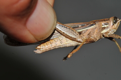 Schistocerca serialis cubense