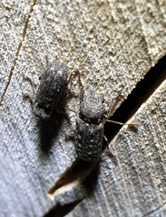 Lichenophanes varius