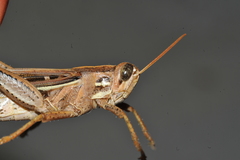 Schistocerca serialis cubense