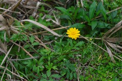 Ranunculus macranthus