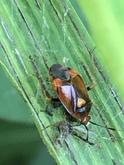 Deraeocoris ruber