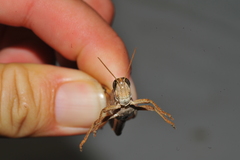 Schistocerca serialis cubense