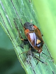Deraeocoris ruber
