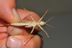 Schistocerca serialis cubense