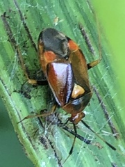 Deraeocoris ruber