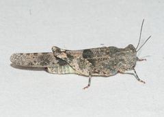 Sphingonotus haitensis