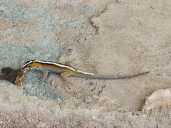 Gonatodes vittatus