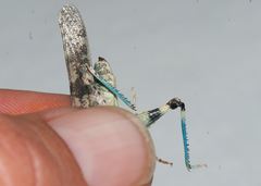 Sphingonotus haitensis