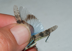 Sphingonotus haitensis