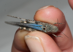 Sphingonotus haitensis