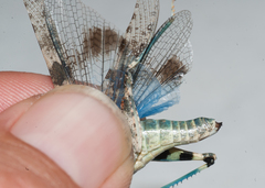 Sphingonotus haitensis