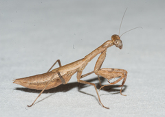 Callimantis